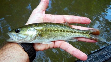 How to Identify All 9 Species of Black Bass - Wired2Fish