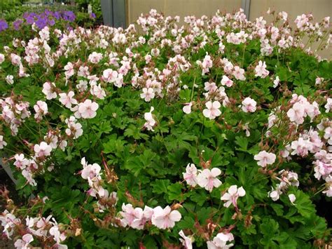 Geranium cantabrigiense 'Biokovo' (Cranesbill) STILL in bloom ...