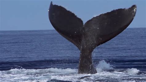 Whales breaching - Big Blue Live: Preview - BBC One - YouTube