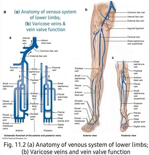 Veins Diagram