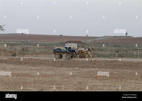 Jabalia, The Gaza Strip, Palestine. 26th Aug, 2016. Palestinian farmers ...