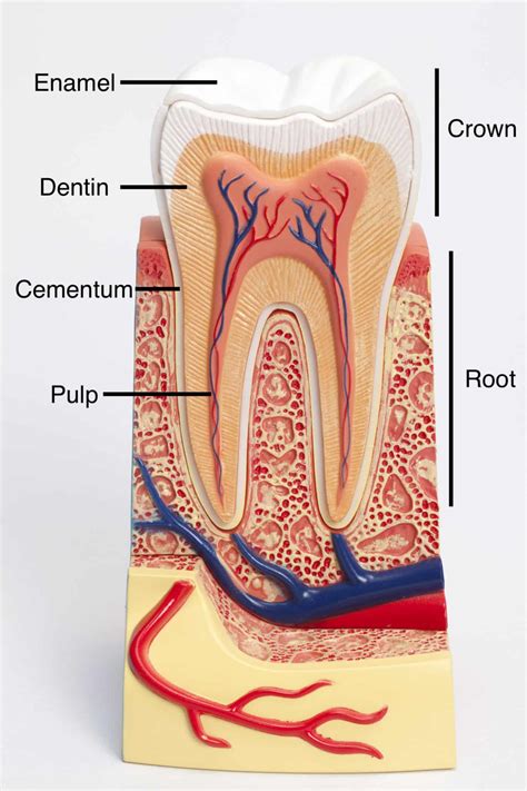 Tooth Cavities: Symptoms, Fillings and Treatments for Pain