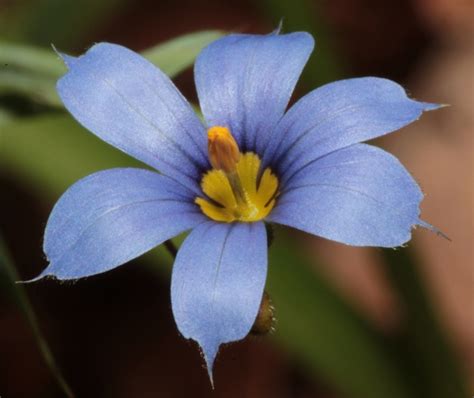 Sisyrinchium angustifolium (Bermuda Blue-eyed Grass, Blue-eyed Grass ...