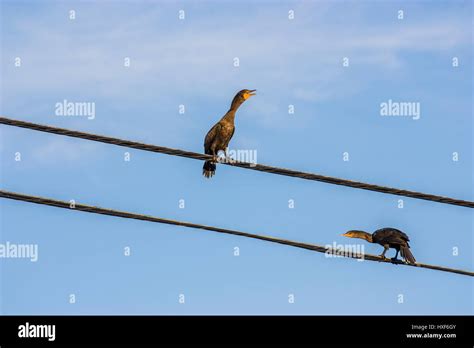 2 birds on a wire Stock Photo - Alamy