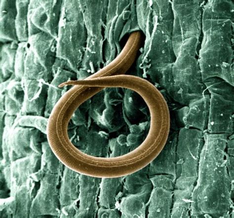 Root-Knot Nematodes - The Daily Garden