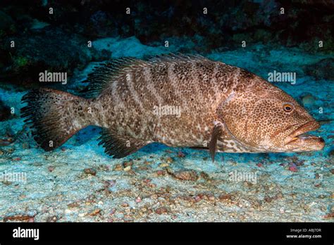 Tiger grouper in flower garden hi-res stock photography and images - Alamy