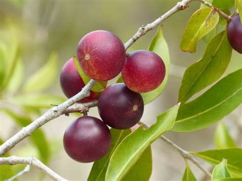 Camu camu en Vivero Plantas Ecuador, venta en Quito y envios a todo el pais