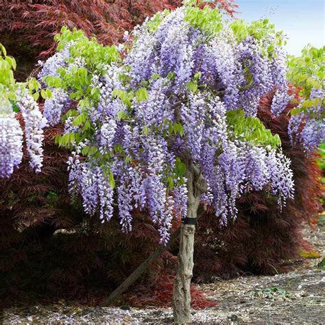 Purple Wisteria Trees for Sale | BrighterBlooms.com Wisteria Tree For ...