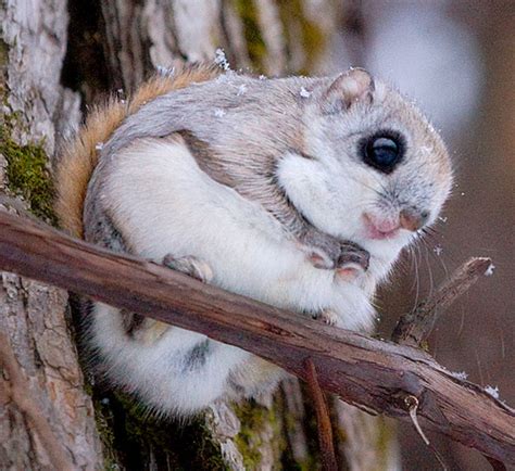 Wild Animals in Japan