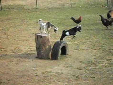 Goat Kids Playing - YouTube