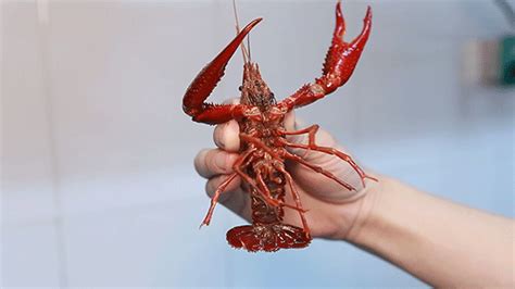 How many Japanese crayfish are there?Is it useful to designate as an ...