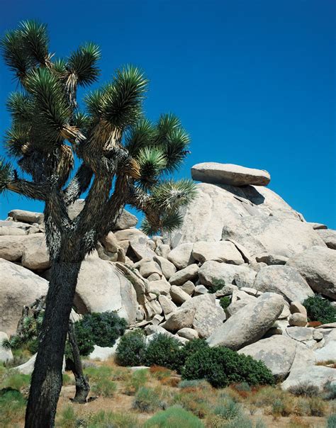 Mojave Desert | Location, Map, Plants, Climate, & Facts | Britannica