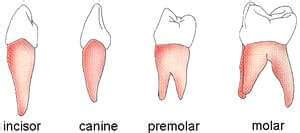 What Are The Four Different Types Of Teeth - Teeth Poster