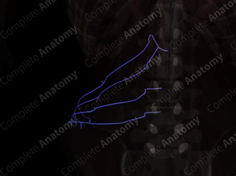 Lumbar Veins (Left) | Complete Anatomy