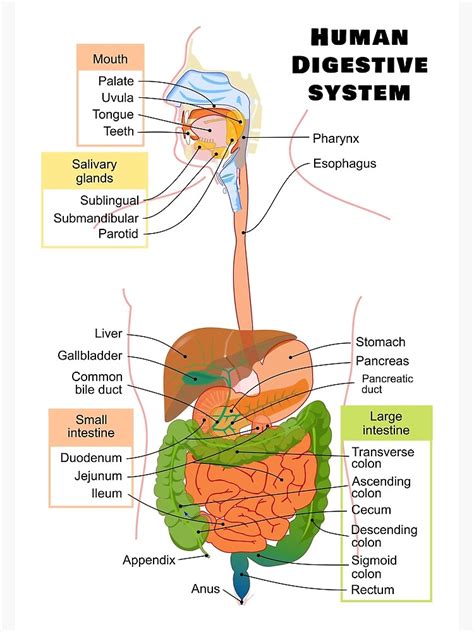 "Diagram of the Human Digestive System" Poster for Sale by allhistory ...