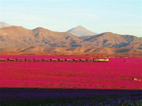 Chile's Atacama desert in bloom - Democratic Underground Forums