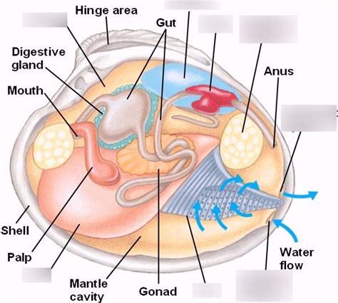 Bivalve Anatomy Diagram | Quizlet