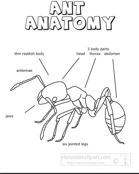 ant anatomy outline printout - Classroom Clipart