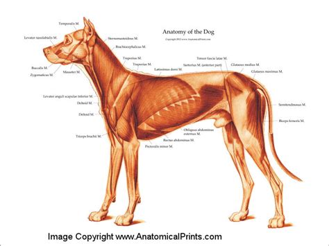 Dog Muscular Anatomy - Anatomical Charts & Posters