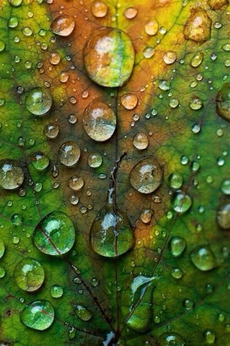 Ela Enterprise on Twitter | Macro photography, Water droplets, Dew drops