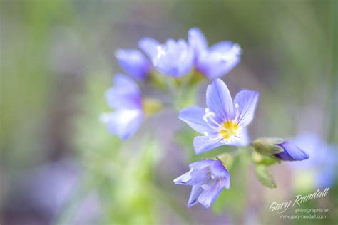 Mount Hood Wildflowers - Gary Randall