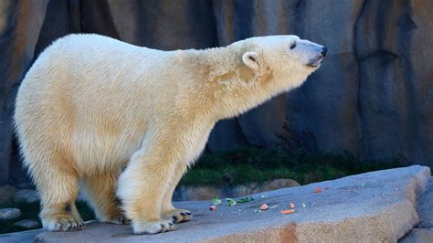 Polar Bear Makes a Splash at Lincoln Park Zoo’s Newest Exhibit | Chicago Tonight | WTTW