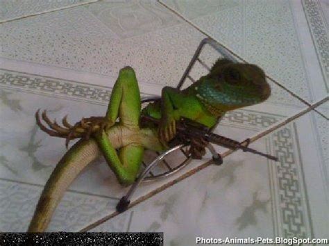 Funny pictures of reptiles | Photos-Animals-Pets.BlogSpot.com