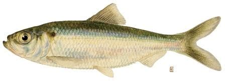 Alewife (Alosa Pseudoharengus) ~ Fish Info and Picture