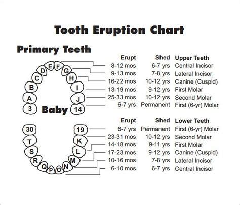 Baby Teeth Chart | Baby tooth chart, Baby teeth, Tooth chart