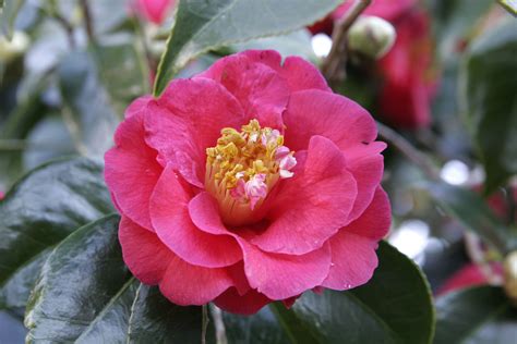 Camellia ~ Flowers World