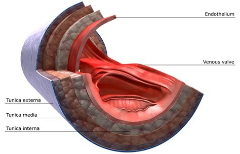 Superior and Inferior Venae Cavae