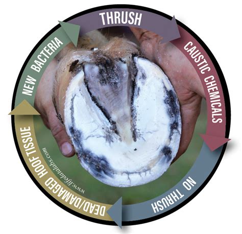 A THRUSHY Hoof Isn’t a HEALTHY Hoof. - Life Data® Blog