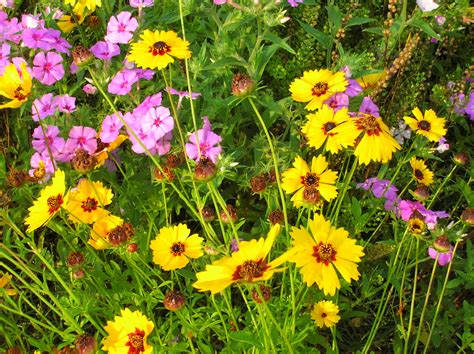 Planting a wildflower garden in Florida | Gardeningonthego's Blog