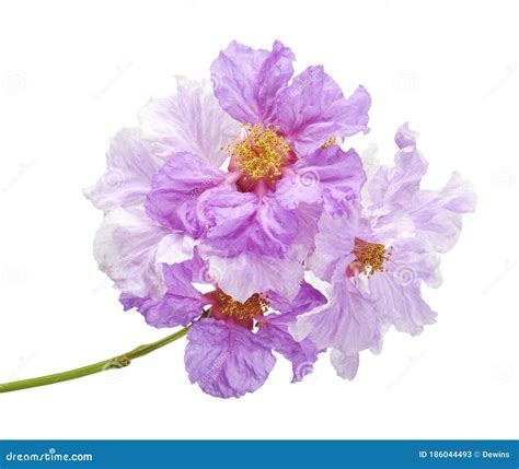 Banaba Flower, Tropical Flowers, Purple Flowers Isolated on White ...