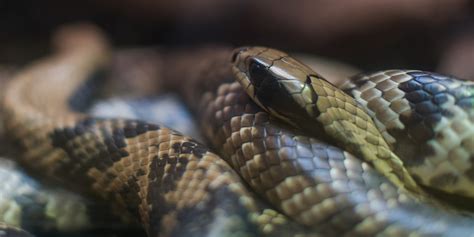 False water cobra | Smithsonian's National Zoo and Conservation Biology ...