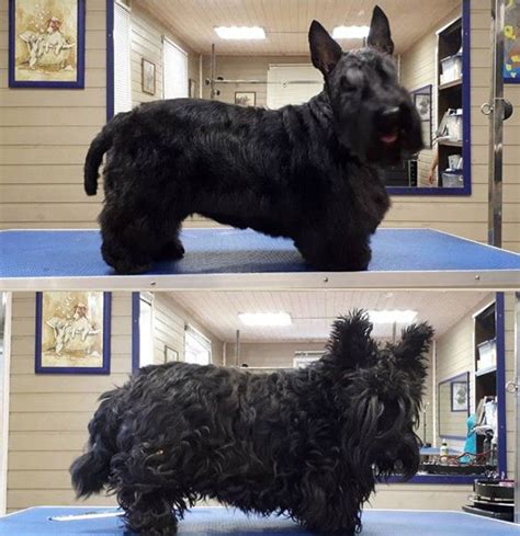 14 Best Scottish Terrier Haircuts for Dog Lovers – The Paws | Scottie terrier, Scottish terrier ...