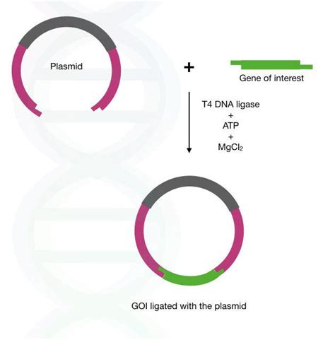 T4 DNA Ligase: Introduction, Functions, Applications and Protocol – Genetic Education