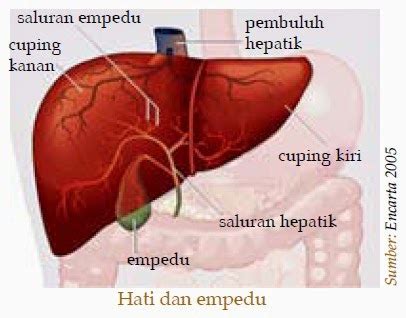 Gambar Hati Organ ~ galeri gambar hade