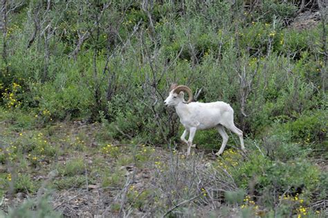 Denali National Park Wildlife | OzarksPhotosTravels