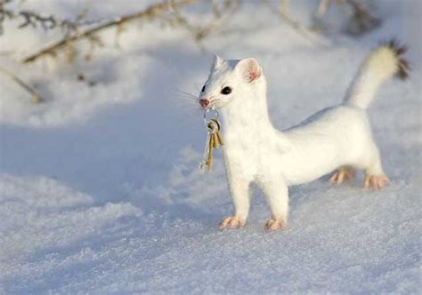 Snow ferret on the hunt! : photoshopbattles | Ferret, Snow, Cute animals