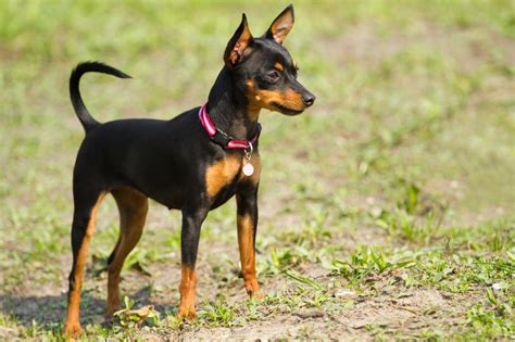 Tout savoir sur le Pinscher