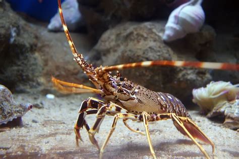 West coast rock lobster season extended as coronavirus knocks exports to China