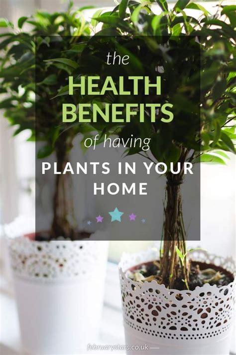 Health Benefits of Having Plants in the Home ⋆ February Stars | Gardening health, Healthy garden ...