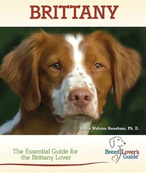 14 Books Every Brittany Spaniel Dog Owner Should Read - The Dogman