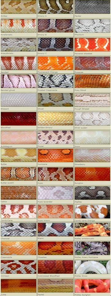 Corn Snake Morphs Chart