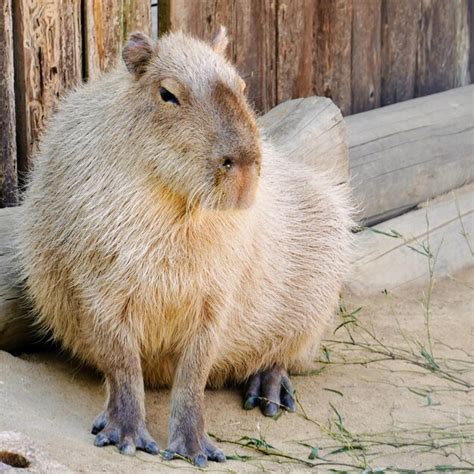 Premium Photo | Capybara chronicles exploring the worlds largest rodent