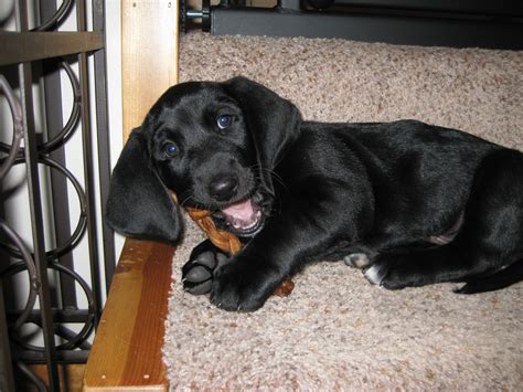 Tank the bassador puppy. Look at those short, stubby legs! | Puppies, Bassador, Labrador puppy