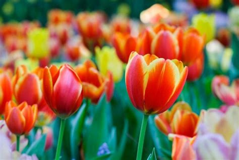 Tulip Care After Blooming: This is How to Force Bloom Your Bulblets - The Practical Planter