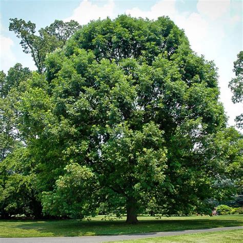 White Oak: Native Plants That Thrive in Maryland - Lauren's Garden Service