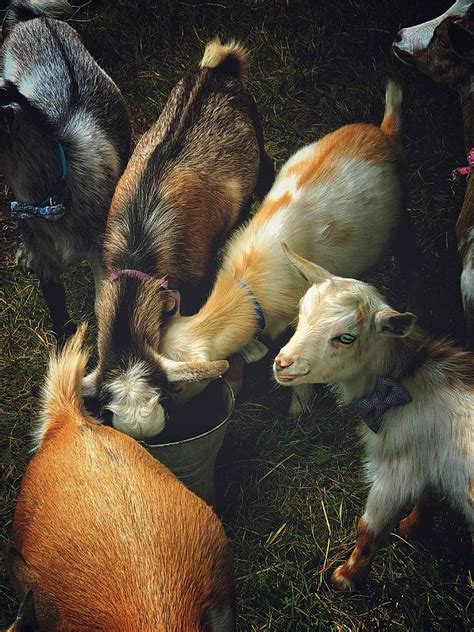 Goat therapy Photograph by Allyson Marie | Fine Art America